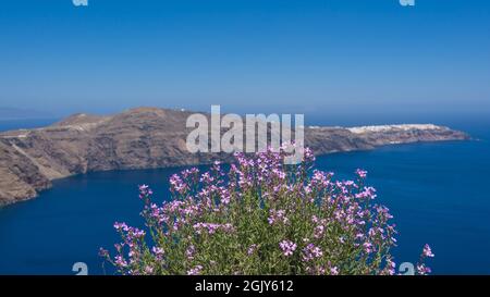 Primo piano di Matthiola viola in fiore. Isola di Santorini con architettura bianca e mare blu sullo sfondo. Foto Stock