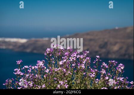 Primo piano di Matthiola viola in fiore. Isola di Santorini con architettura bianca e mare blu sullo sfondo. Foto Stock