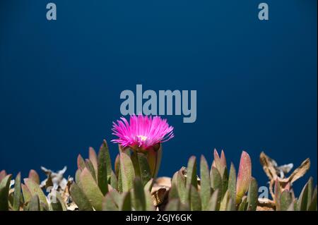 Primo piano di un fiore rosa con sfondo blu. Foto Stock