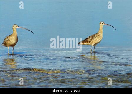 Primo piano di due Curlews wading selvaggi riflessi che mi guardavano mentre li guardavo. Girato da una barca in un insenatura della Florida. Foto Stock