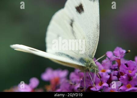 Primo piano estremo da una farfalla bianca su un cespuglio di farfalle viola. La farfalla è un bianco verde-veninato /Pieris napi o piccolo bianco / Pieris rapae Foto Stock