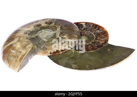 Ammonite a metà taglio dal Madagascar isolata su sfondo bianco Foto Stock