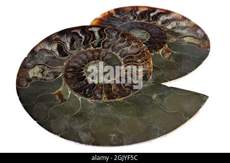 Ammonite a metà taglio dal Madagascar isolata su sfondo bianco Foto Stock