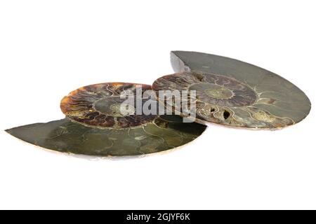 Ammonite a metà taglio dal Madagascar isolata su sfondo bianco Foto Stock