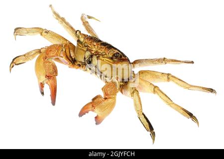 Granchio (Helice tridens) da Cebu, Filippine isolato su sfondo bianco Foto Stock