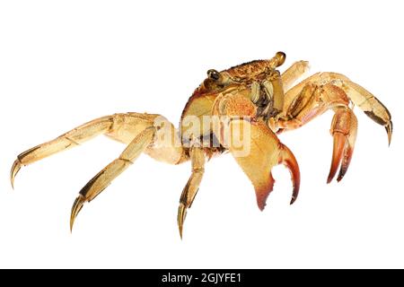 Granchio (Helice tridens) da Cebu, Filippine isolato su sfondo bianco Foto Stock