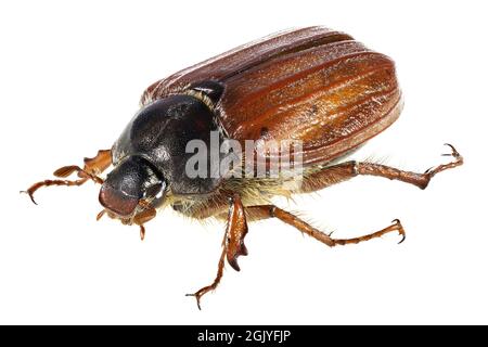 Comune cockchafer (melolontha melolontha) da Rheinberg, Germania isolato su sfondo bianco Foto Stock