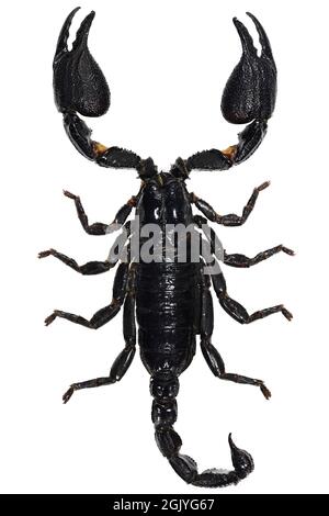 Scorpione della foresta blu asiatica (Heterometrus cyaneus) di Java, indonesia isolato su sfondo bianco Foto Stock