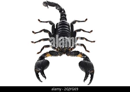 Scorpione della foresta blu asiatica (Heterometrus cyaneus) di Java, indonesia isolato su sfondo bianco Foto Stock