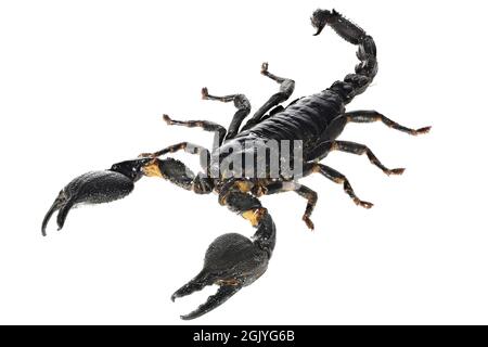 Scorpione della foresta blu asiatica (Heterometrus cyaneus) di Java, indonesia isolato su sfondo bianco Foto Stock