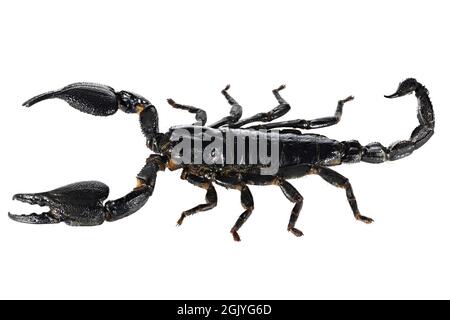 Scorpione della foresta blu asiatica (Heterometrus cyaneus) di Java, indonesia isolato su sfondo bianco Foto Stock