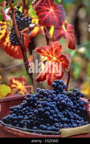 Vendemmia Borgogna Pinot Nero uve appena raccolte in Premier Cru Les Chaillots vigna di Louis Latour, Aloxe-Corton, Côte d'Or, Francia. Foto Stock