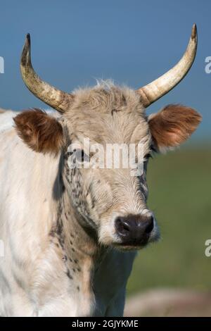 'Wild' white Chillingham bovini, Chillingham Park, Northumberland, Regno Unito Foto Stock