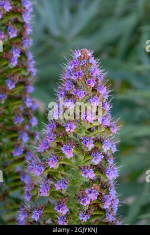 Orgoglio di Madeira che cresce a Monterey, California Foto Stock