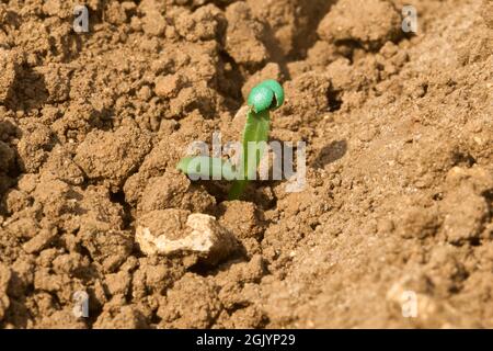 Barbabietola da zucchero Beta vulgaris piantatura con pellet per il trattamento dei semi attaccato Foto Stock