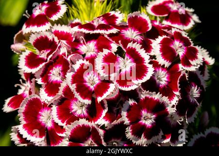 Fiori bianchi rossi Dianthus Dolce William fiore Foto Stock