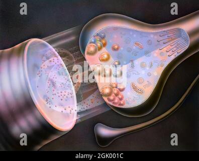 Synapse: L'impulso nervo rilascia neurotrasmettitori che stimolano la successiva cellula nervosa. Foto Stock