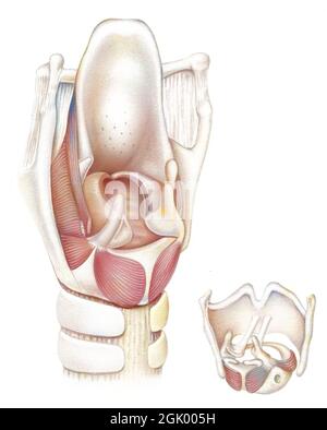 Vista posteriore della laringe e delle corde vocali (ossa, muscoli, cartilagini). Foto Stock