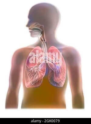 Anatomia delle vie aeree che mostrano la trachea e i polmoni. . Foto Stock