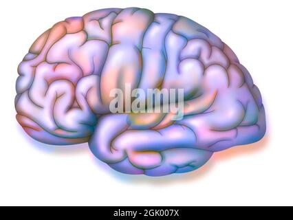Cervello: Posizione dell'area uditiva nell'emisfero sinistro. Foto Stock