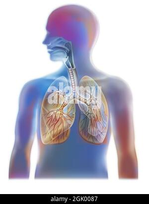Anatomia delle vie aeree che mostrano la trachea e i polmoni. . Foto Stock
