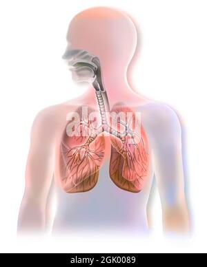 Anatomia delle vie aeree che mostrano la trachea e i polmoni. . Foto Stock