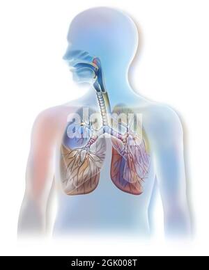 Anatomia delle vie aeree che mostrano la trachea e i polmoni. . Foto Stock
