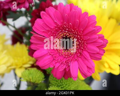 Primo piano di un gerbera rosa o transvaal margherita fiore Foto Stock