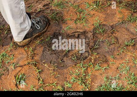 Impronta di un rinoceronte. Santuario di Ziwa Rhino, Uganda Foto Stock