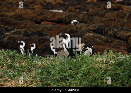 Una vista ravvicinata dei pinguini che si arrampicano su una ripida collina, sopra le rocce e attraverso le piante aggrovigliate, fino al loro terreno di nidificazione. Girato sulla costa del Sudafrica. Foto Stock