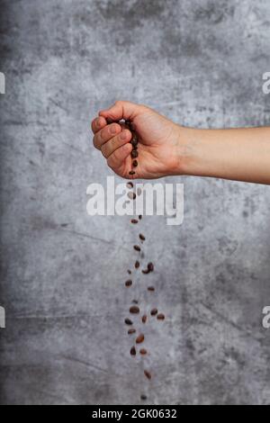 La mano destra di un uomo che fa cadere una manciata di chicchi di caffè torrefatti su uno sfondo grigio testurizzato. Foto Stock