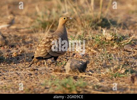 Sandgrouse (Pterocles exustus hindustan) maschio a piedi sulla terra Gujarat, India Novembre Foto Stock