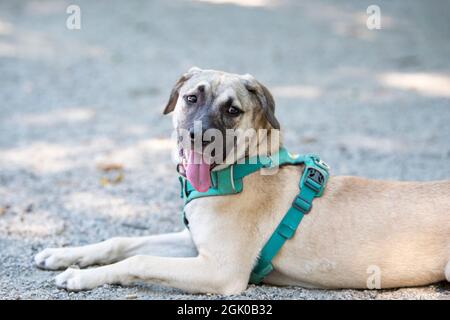 Un cucciolo di razza mista di sei mesi si ferma per prendere il respiro dal gioco al parco dei cani ad Arlington, Virginia. Foto Stock