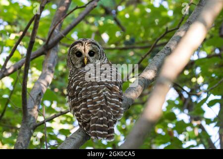 Gufo barrato (Strix varia) in estate Foto Stock