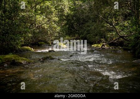 Spring Creek si precipita nella fitta foresta nel Parco Nazionale delle Great Smoky Mountains Foto Stock