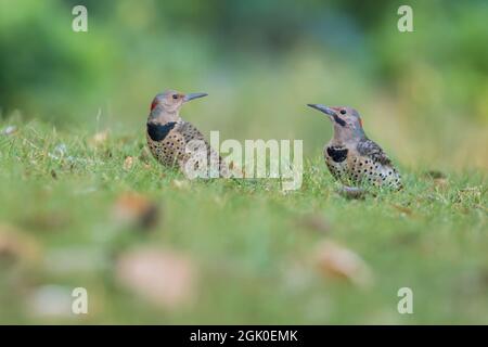 Coppia flicker nord (Colaptes auratus) in estate Foto Stock