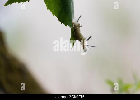 Halysidota tessellaris, anche chiamato la falce pallida tigre, banned tussock moth caterpillar Foto Stock