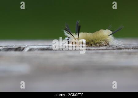 Halysidota tessellaris, anche chiamato la falce pallida tigre, banned tussock moth caterpillar Foto Stock