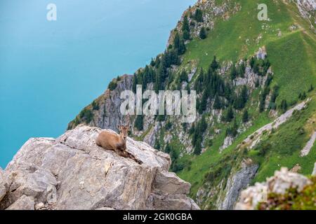 Stambecco alpino (Capra ibex) sulle rocce di fronte al lago di Ginevra, Svizzera. Foto Stock