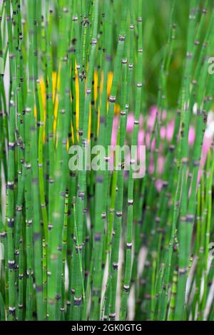 Molti steli di Horsetail (Equisetum) nel giardino Foto Stock