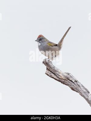 Un towhee dalla coda verde nel Wyoming Foto Stock