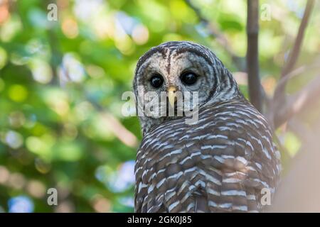 Gufo barrato (Strix varia) in estate Foto Stock