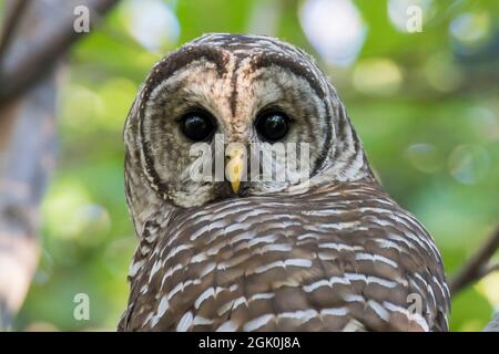 Gufo barrato (Strix varia) in estate Foto Stock