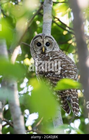 Gufo barrato (Strix varia) in estate Foto Stock