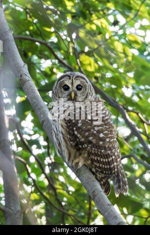 Gufo barrato (Strix varia) in estate Foto Stock