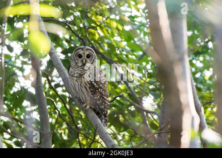 Gufo barrato (Strix varia) in estate Foto Stock