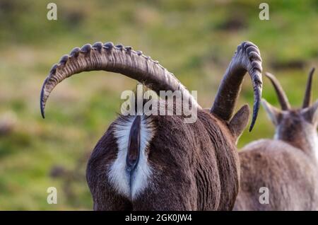 Stambecco alpino (Capra ibex), rut, maschio seguente femmine Foto Stock