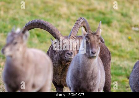 Stambecco alpino (Capra ibex), rut, maschio seguente femmine Foto Stock