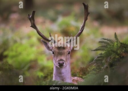 Richmond Park, Londra, Regno Unito. 12 settembre 2021. Un giovane cervo (dama dama) vola nell'erba lunga e nella felce. I cervi e i bucks rossi e di fiuto presto cominceranno la loro stagione di rutting di autunno in cui i maschi competenti mostrano fuori e stabiliscono la loro dominanza. Credit: Imagplotter/Alamy Live News Foto Stock