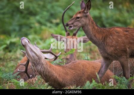 Richmond Park, Londra, Regno Unito. 12 settembre 2021. Un giovane cervo rosso (Cervus elaphus) si allunga dopo un tranquillo snooze. I cervi e i bucks rossi e di fiuto presto cominceranno la loro stagione di rutting di autunno in cui i maschi competenti mostrano fuori e stabiliscono la loro dominanza. Credit: Imagplotter/Alamy Live News Foto Stock